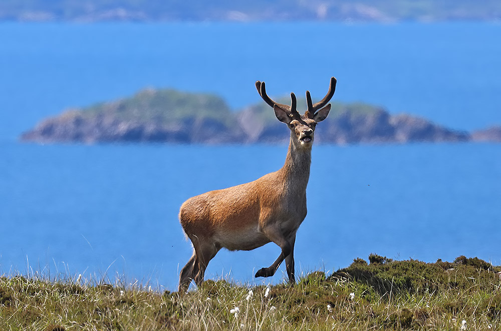 red deer